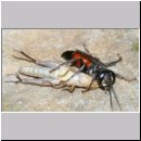 Tachysphex pompiliformis - Grabwespe w01l 8mm mit Nymphe eines Chorthippus albomarginatus - OS-Wallenhorst-Tongrube-Lehmwiese.jpg